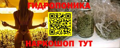 стаф Кингисепп